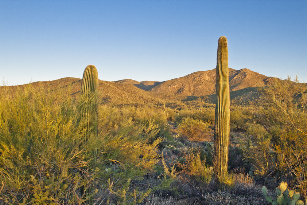 Owl Head Buttes Team Woodall